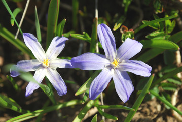 Bright blue flowers primrose in the garden in spring