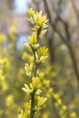 Young buds and leaves