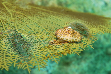 Coquillage