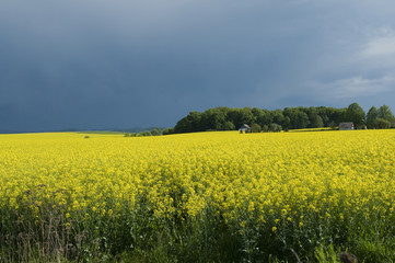 Obraz premium canola fierld against stormy sky