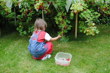 johannesbeeren pflücken