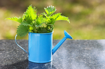 Nettles in a blue watering can on the table