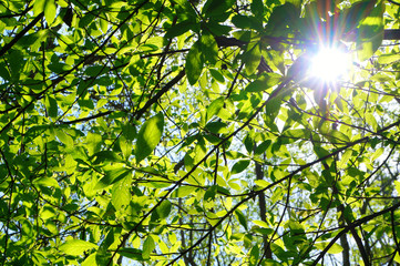 Sunlight getting through the tree