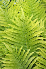 Fresh green fern leaves