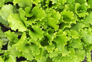 Lettuce growing in the garden