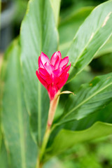 Costus speciosus flower