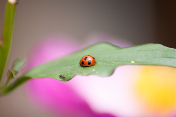 Ladybug