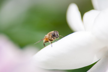 Eristalis tenax