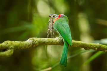 Red-bearded Bee-eater with flying tree lizard