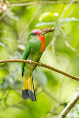 Portrait closeup of Red-bearded Bee-eater  with cicada in