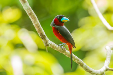 Black-and-red Broadbill(Cybirhynchus macrohynchus)