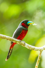 Black-and-red Broadbill  with leaf in her mount