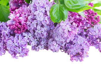 Border of Lilac flowers