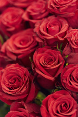roses