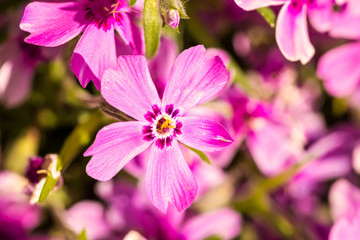 Fototapeta premium Nice pink Gypsophila under a morning spring sun