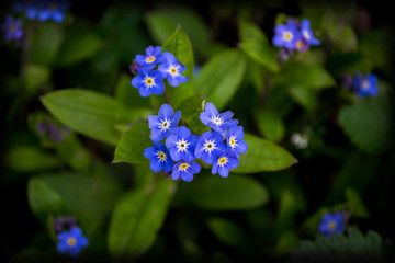 forget-me-not macro in the garden green