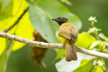 Black-crested Bulbul bird with fruit in nature of Thailand