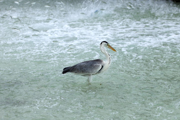 Heron catching fish