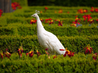 White peacock