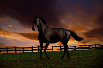 Horse in sunset