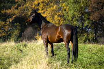 horse on pasture