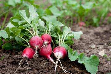 Fresh radish growing in garden