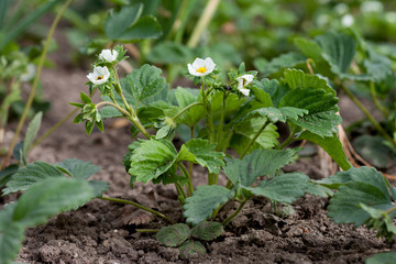 Fresh green strawberries, growing in garden