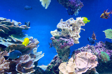 Fototapeta na wymiar Tropical colorful fishes swimming in aquarium with plants