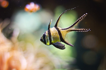 Tropical colorful fishes swimming in aquarium with plants