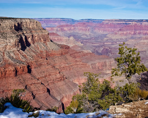 The Grand Canyon and Vegetation