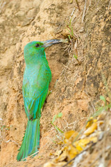 Blue-bearded Bee-eater  giving the cicada to her baby