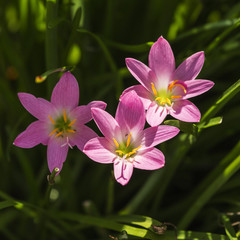 Fototapeta premium pink Zephyranthes Lily