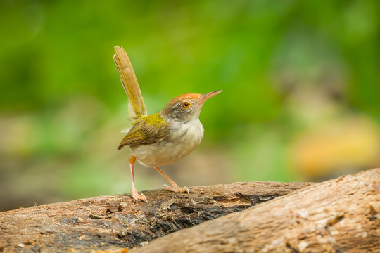 Common Tailorbird (Orthotomus atrogularis) act on the wood