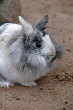 Kaninchen