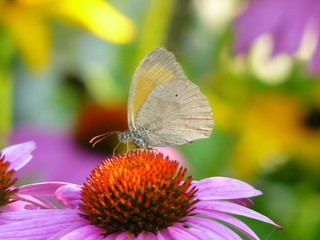 Echinacea with butterfly