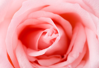 Fototapeta na wymiar Pink rose texture