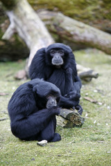 Obraz premium Zwei Siamangs