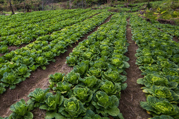 Fototapeta na wymiar The field Landscape of Cabbage Vegetable