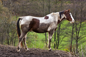 Wild horse with muddy fur in nature