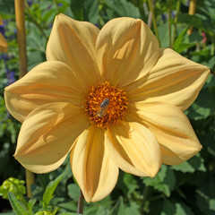 Dahlie - Dahlia