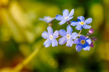 Little blue forget me not under the spring sun rays
