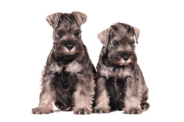 Zwergschnauzer Welpen Geschwister sitzend