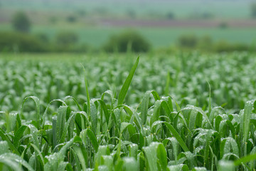 Wheat Field After Rain - 64982223