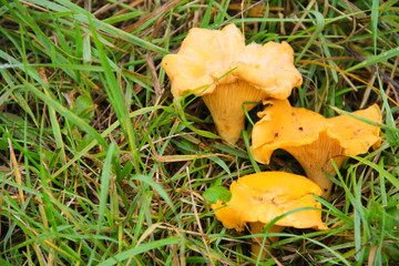 Chanterelle in grass