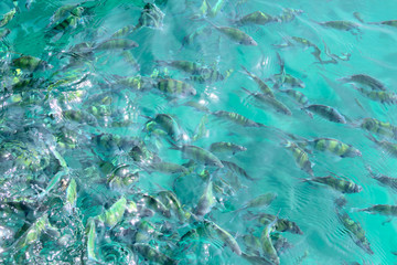 Tropical Fish in water