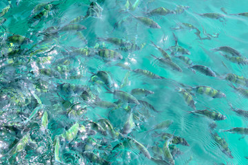 Tropical Fish in water