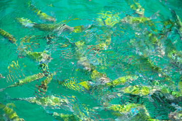 Fototapeta na wymiar Tropikalna ryba w wodzie