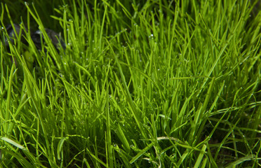 Long green grass
