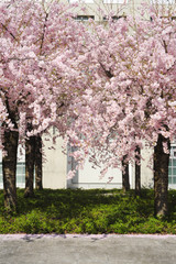 Naklejka premium Peach tree in bloom
