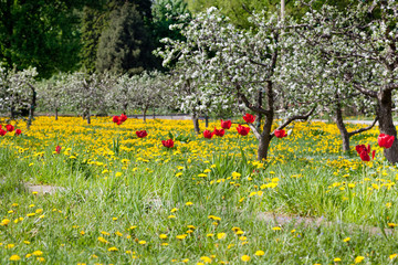 Obraz premium Green fields and flowering trees, spring, flowers, beauty